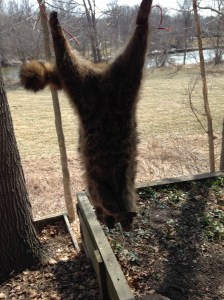 Raccoon ready for skinning
