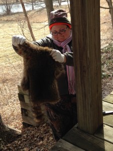 A freshly skinned raccoon fur