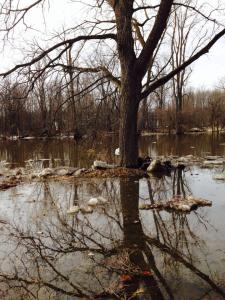 lone milk jug stranded in a flooded (walnut) sugarbush