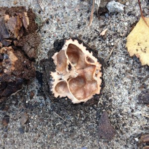 See a walnut in there? Me neither.