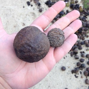 The outer husk and the inner shell of a dried Black Walnut.