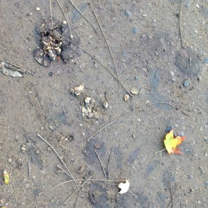 Smashed walnuts in the road.