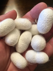 silk cocoons out of noils