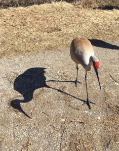 birds crane shadow