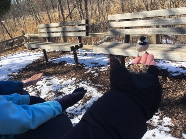 birds first visitors