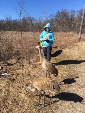 birds up close cranes
