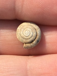 earth day empty snail shell