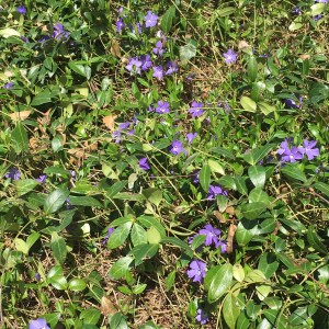 earth day periwinkle