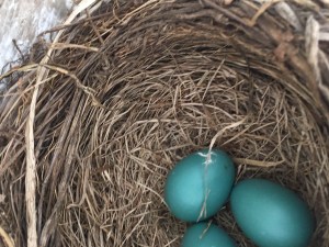 earth day robin eggs